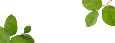 Yeşil Elma ağacı yaprakları beyaz arka planda izole edilmiş. Doğal doku arkaplanı