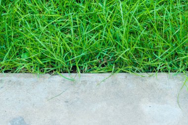 arkaplan için yeşil çimen.