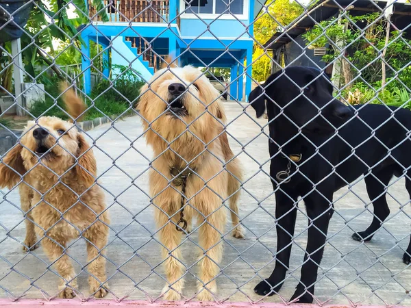 agresif öfkeli köpek içinde ev