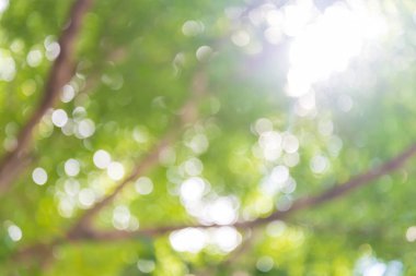 Odak ağaçtaki atış zoom 