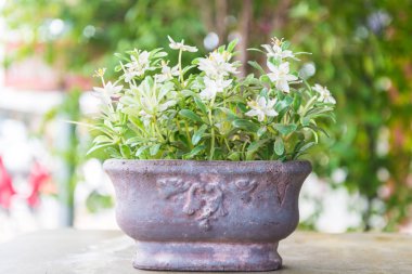 Ahşap bir masa üzerinde yerleştirilen saksı.