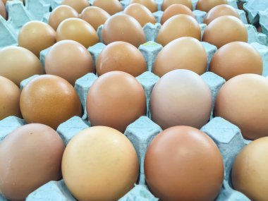 taze çiftçiler karton tepsi paketlerinde yumurta tavuk