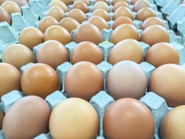taze çiftçiler karton tepsi paketlerinde yumurta tavuk