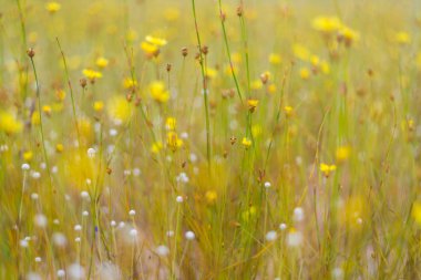 Kırsal kesimde sarı çiçek