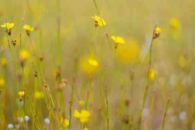 Kırsal kesimde sarı çiçek
