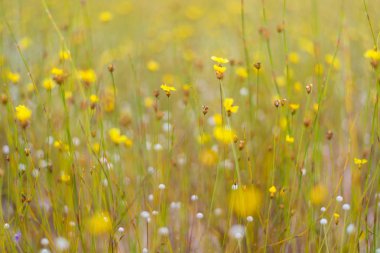 Kırsal kesimde sarı çiçek