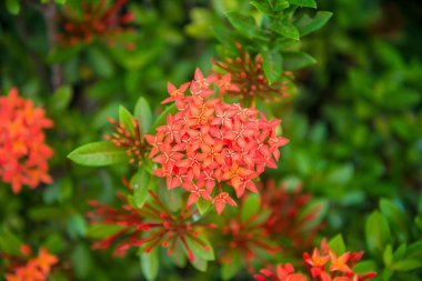 Bahçedeki kırmızı çiçek