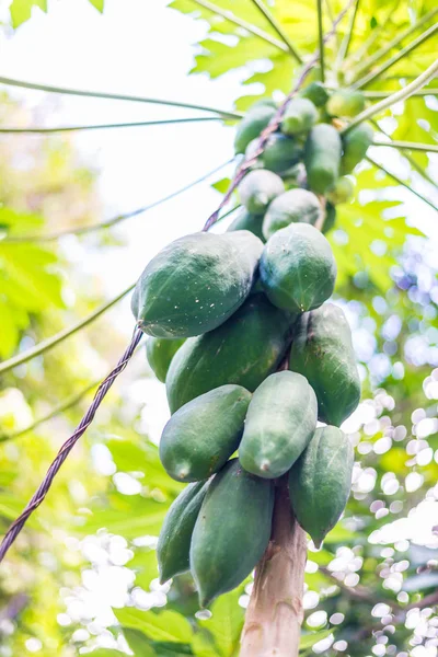 L'albero di papaia — Foto Stock