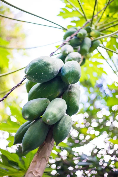 Den papaya trädet — Stockfoto