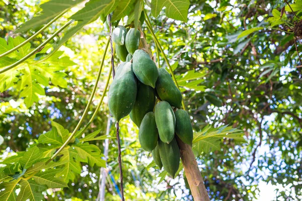 L'albero di papaia — Foto Stock
