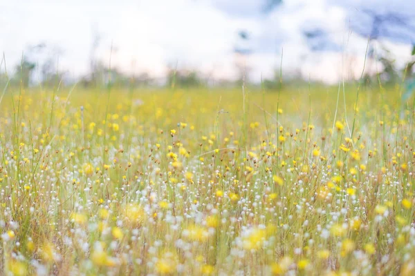 Gele bloemen in platteland — Stockfoto