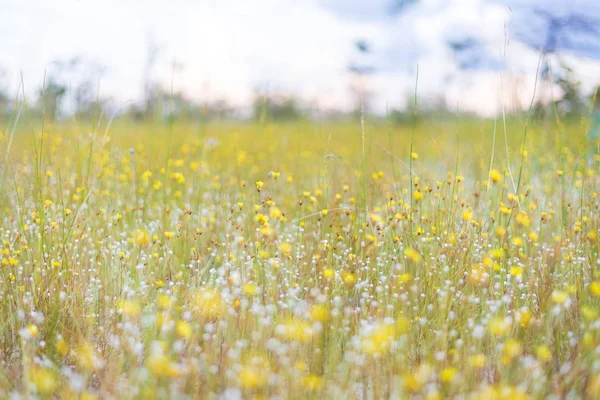 Gele bloemen in platteland — Stockfoto