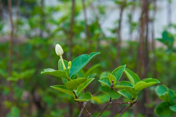Flor blanca en el jardín — Foto de Stock