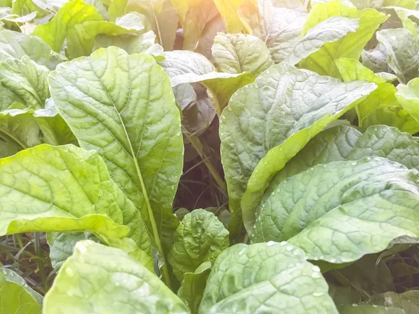 Zooma bild av gröna grönsaker Stockfoto