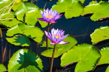 Mor Lotus lotus gölet