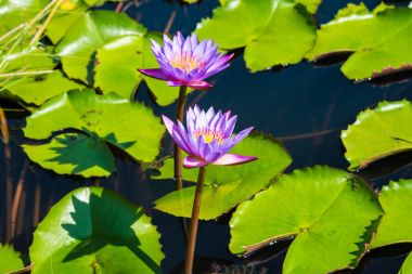 Mor Lotus lotus gölet