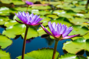 Mor Lotus lotus gölet