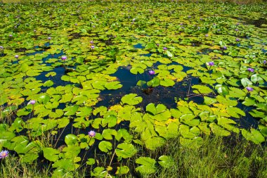 Mor Lotus lotus gölet