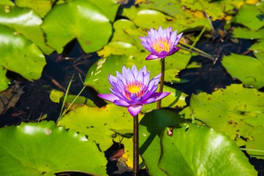 Mor Lotus lotus gölet