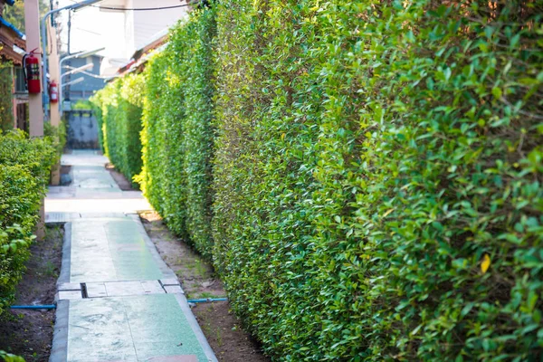 Árboles verdes — Foto de Stock