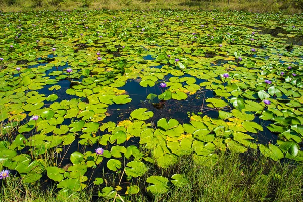 자주색 로터스 로터스 연못에 — 스톡 사진