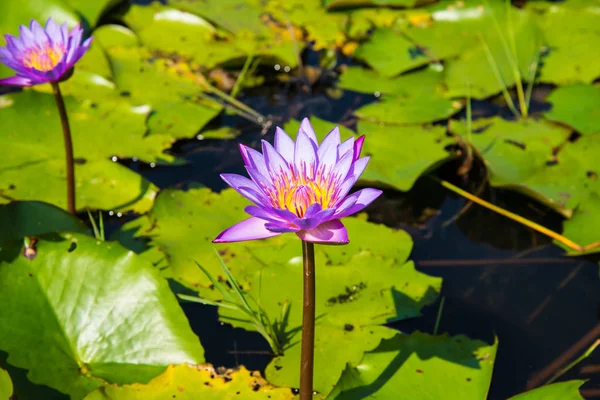 Purple Lotus in the lotus pond