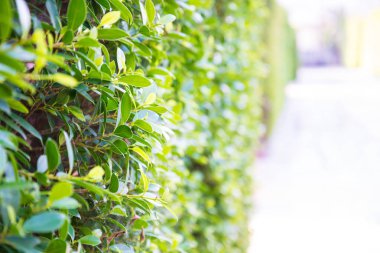 Yeşil ağaçlar atış zoom