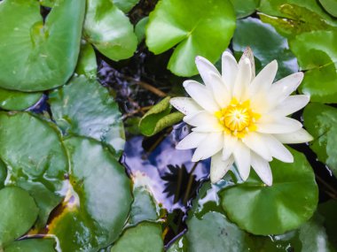 Lotus bir su birikintisi