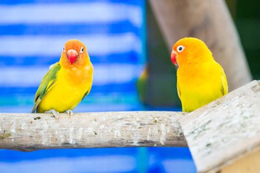 Papağan kafese hapsolmuş