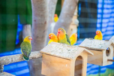 Papağan kafese hapsolmuş