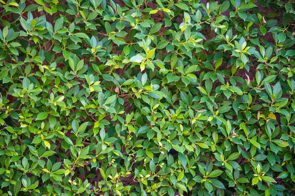 Zoom shot of green trees — Stock Photo, Image