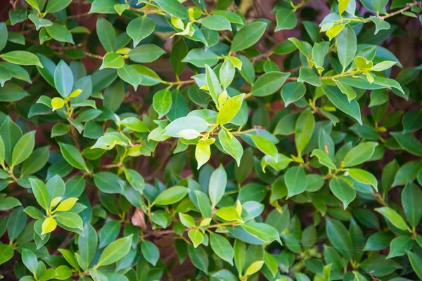 Zoom plano de árboles verdes — Foto de Stock