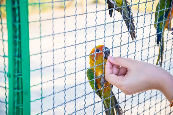 The parrot was trapped in the cage — Stock Photo, Image