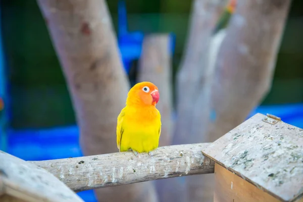 The parrot was trapped in the cage — Stock Photo, Image