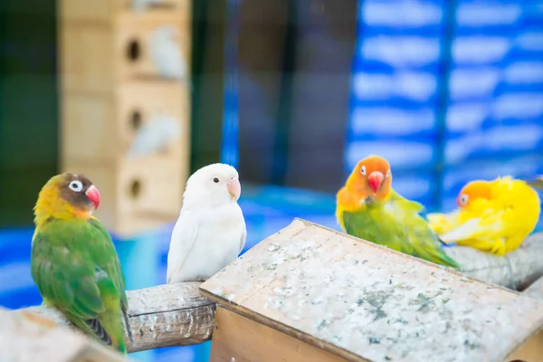 The parrot was trapped in the cage — Stock Photo, Image