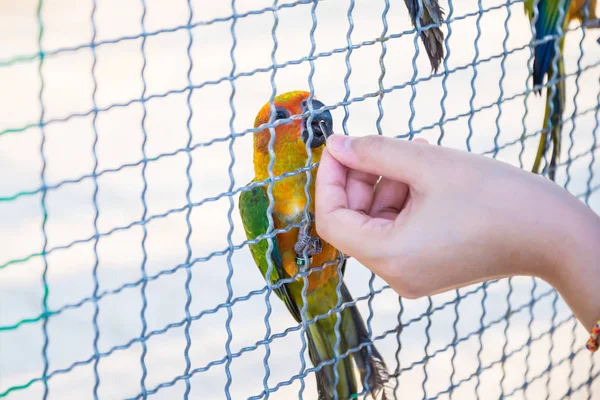鹦鹉被困在笼子里了。 — 图库照片