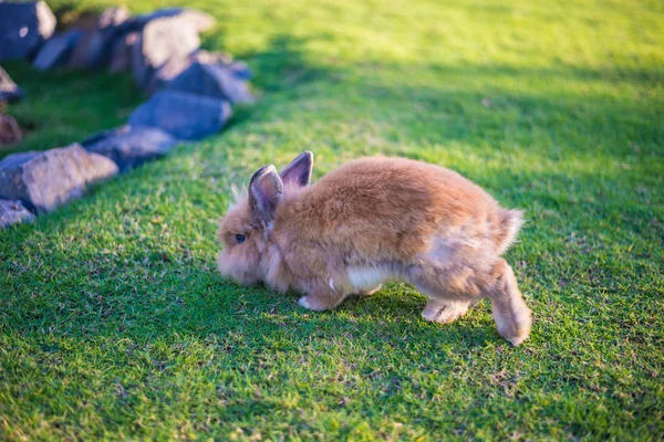 O coelho está no relvado — Fotografia de Stock