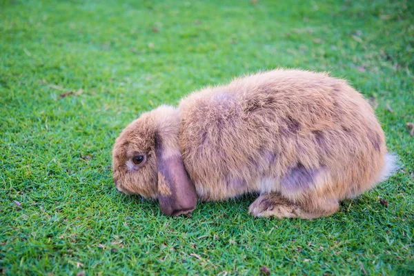 Kaninen är i den gräsmattan — Stockfoto