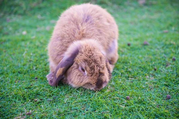 Kaninchen liegt auf dem Rasen — Stockfoto