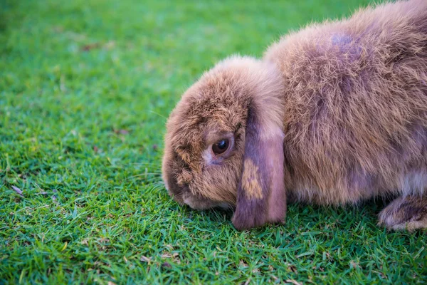 Kaninchen liegt auf dem Rasen — Stockfoto