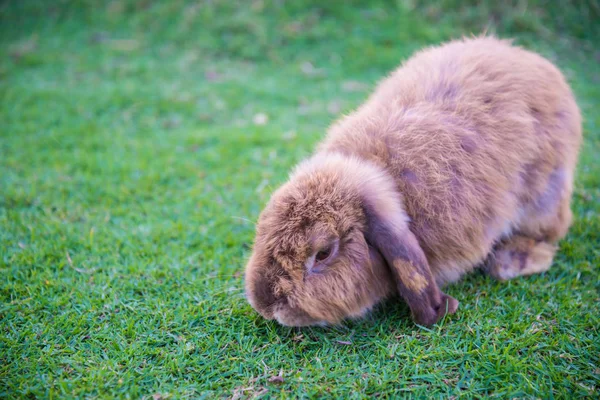 El conejo está en el césped — Foto de Stock