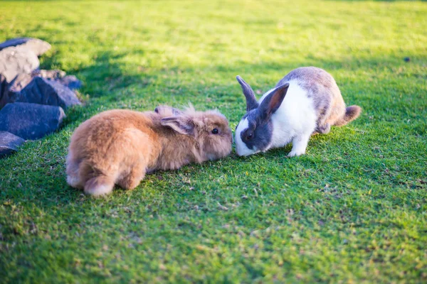 Lapin est dans la pelouse — Photo