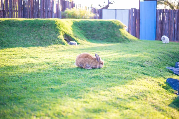 Lapin est dans la pelouse — Photo