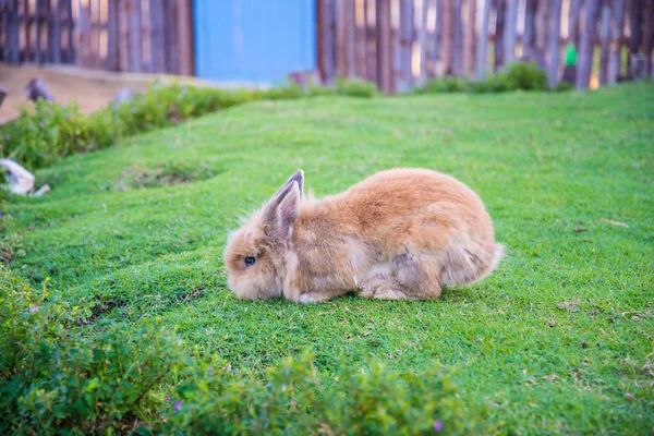토끼에는 잔디밭 — 스톡 사진