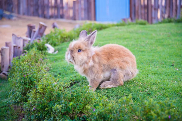 Kaninchen liegt auf dem Rasen — Stockfoto