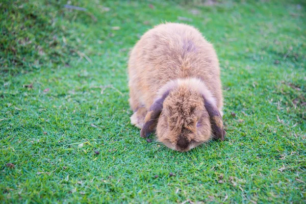 Rabbit is in the the lawn — Stock Photo, Image