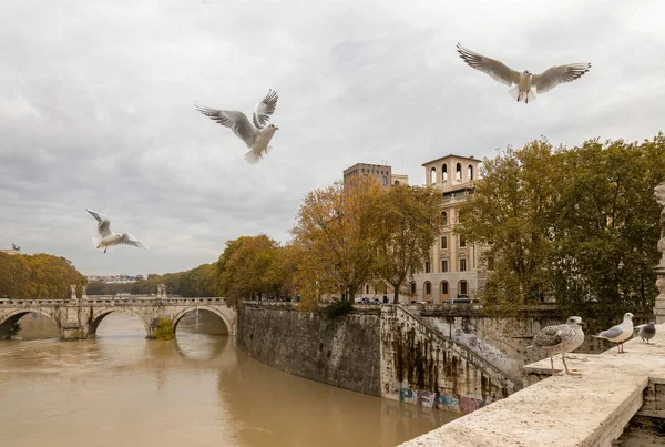 Tiber Roma Talya Üzerinde Uçan Martılar — Stok fotoğraf