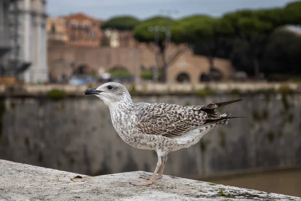 Seagull Sits Parapet Bridge Tiber Rome Italy — Stock Photo, Image