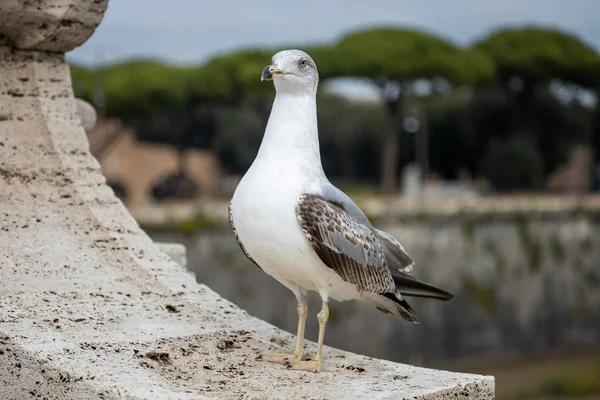 Seagull Sits Parapet Bridge Tiber Rome Italy — Stock Photo, Image