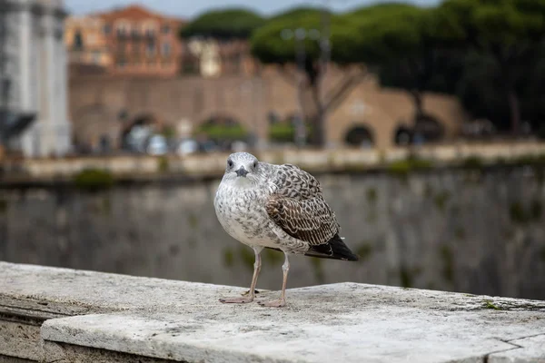 Möwe Sitzt Auf Der Brüstung Einer Brücke Über Den Tiber — Stockfoto